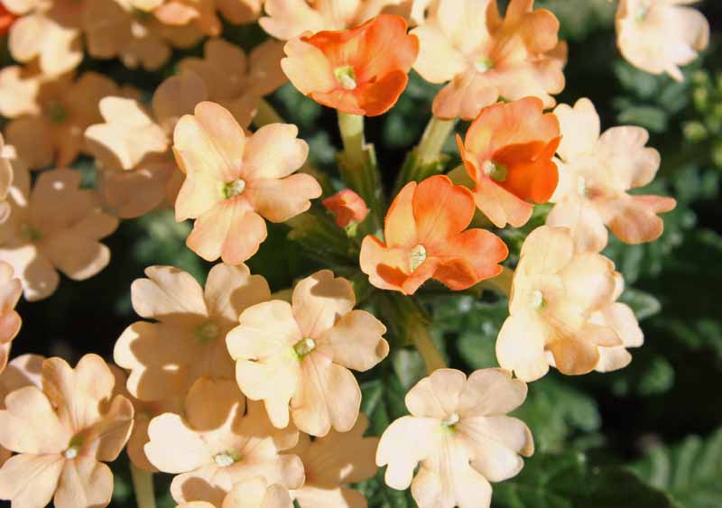 Aprikosfarvet verbena !  - Verbena hybrida nana compacta 'Apricot'