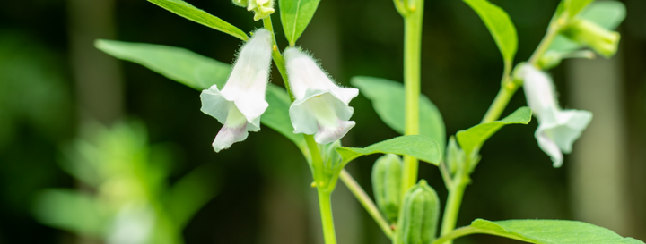 Sesam - sesamum indicum L.