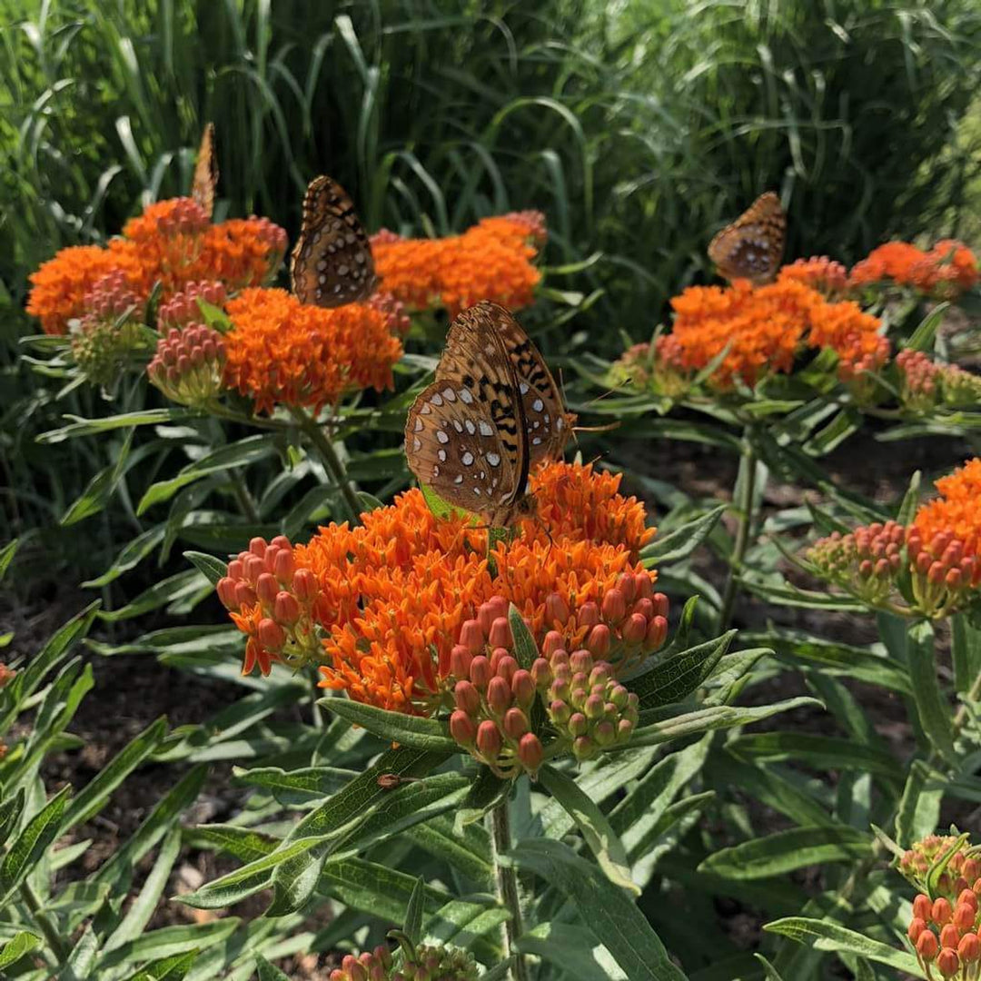 Silkeplante Orange - butterfly weed (asclepias tuberosa)