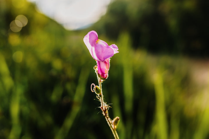 Esparsette – Onobrychis viciifolia