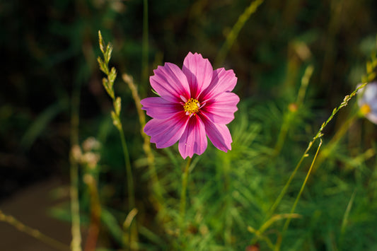 Stolt Kavaler 'sensation pinkie' - Cosmos bipinnatus