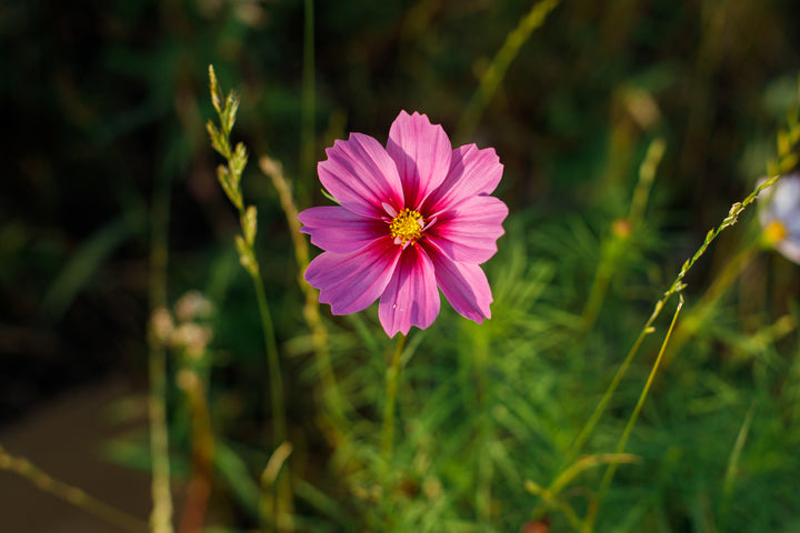 Stolt Kavaler 'sensation pinkie' - Cosmos bipinnatus