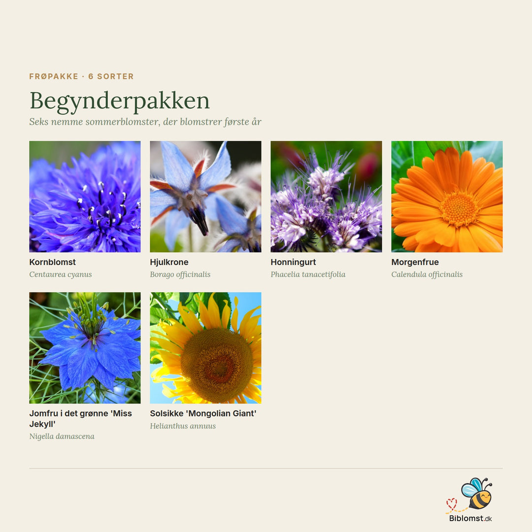 Begynderpakke – oversigt over de seks sommerblomster i pakken