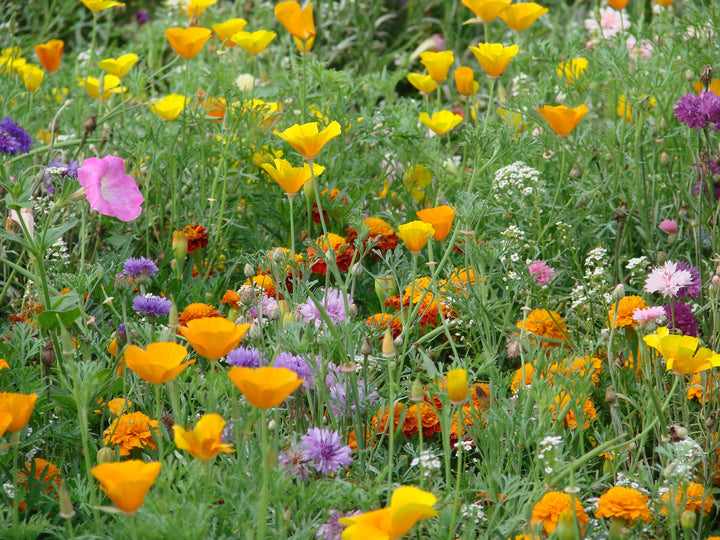Biblomst altankasse i blomst