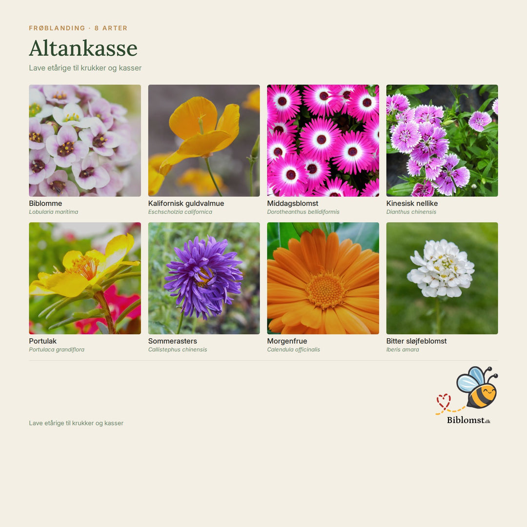 Biblomst altankasse – oversigt over arterne i blandingen (1)