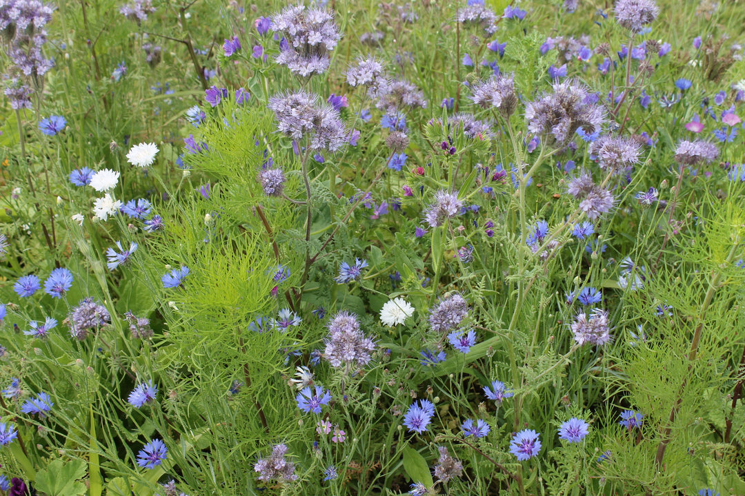 Biblomst bibed, økologisk i blomst