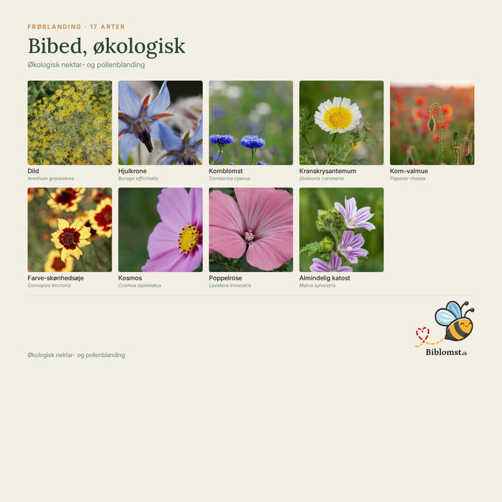 Biblomst bibed, økologisk – oversigt over arterne i blandingen (1)