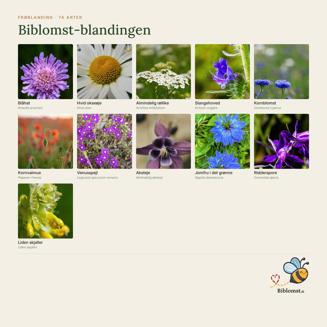 Biblomst-blandingen – oversigt over arterne i blandingen (1)