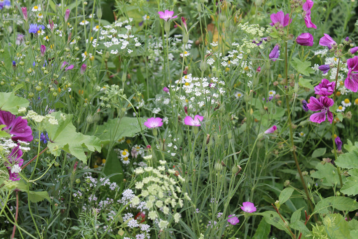 Biblomst blomstereng til al slags jord i blomst