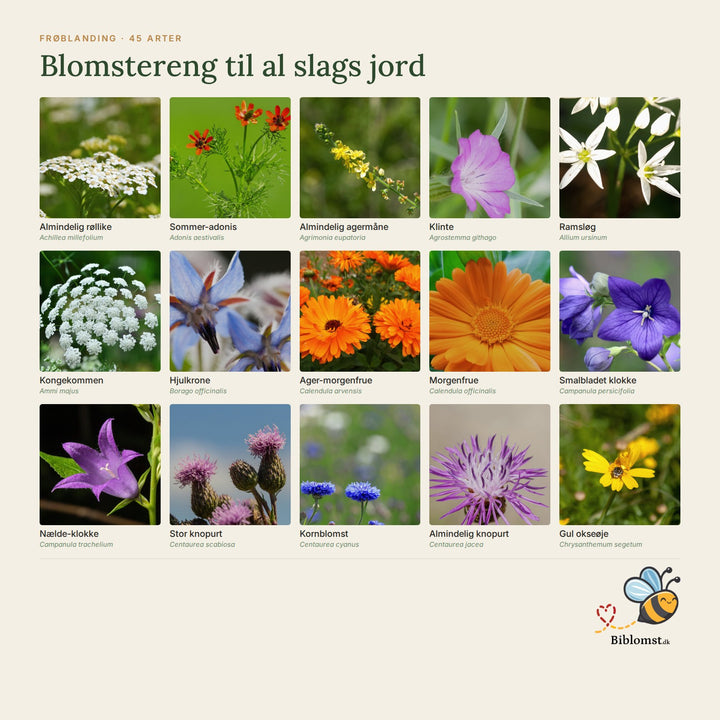Biblomst blomstereng til al slags jord – oversigt over arterne i blandingen (1)