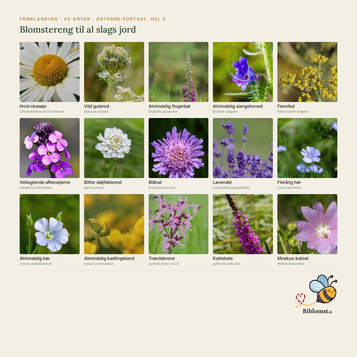 Biblomst blomstereng til al slags jord – oversigt over arterne i blandingen (2)