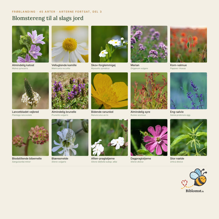 Biblomst blomstereng til al slags jord – oversigt over arterne i blandingen (3)