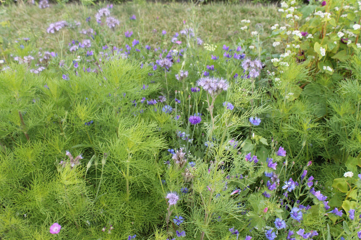 Biblomst blomsterstribe i blomst