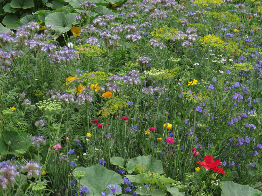 Biblomst blomsterstribe i blomst
