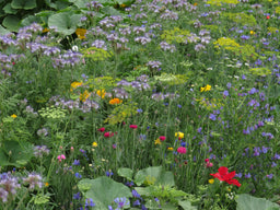 Biblomst blomsterstribe – nyttedyr til grøntsagsbed og mark