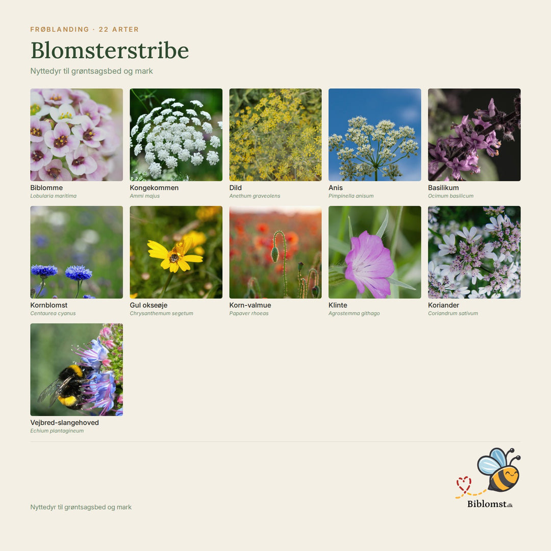 Biblomst blomsterstribe – oversigt over arterne i blandingen (1)