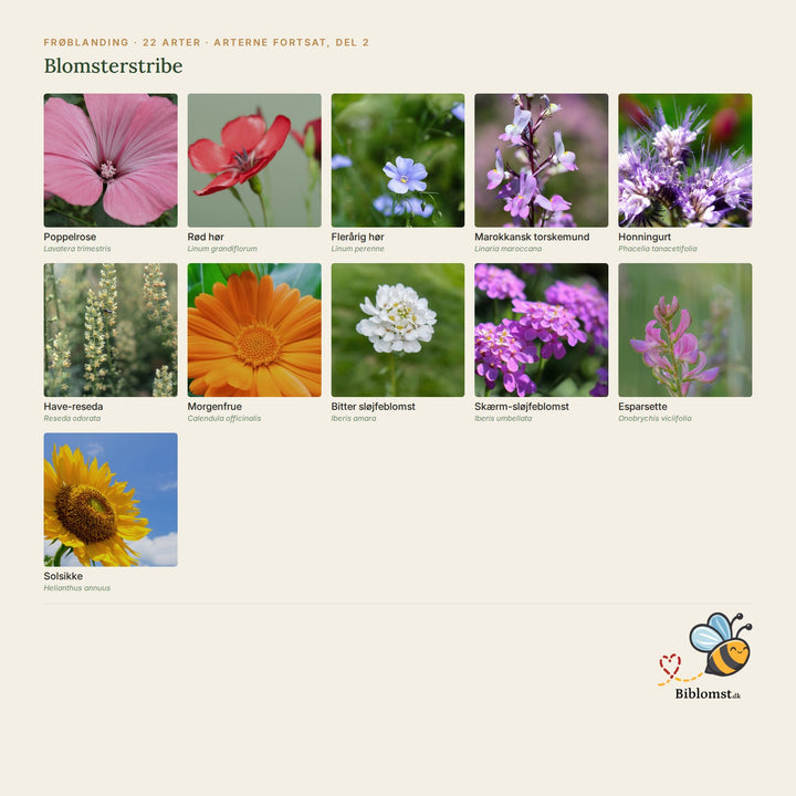 Biblomst blomsterstribe – oversigt over arterne i blandingen (2)