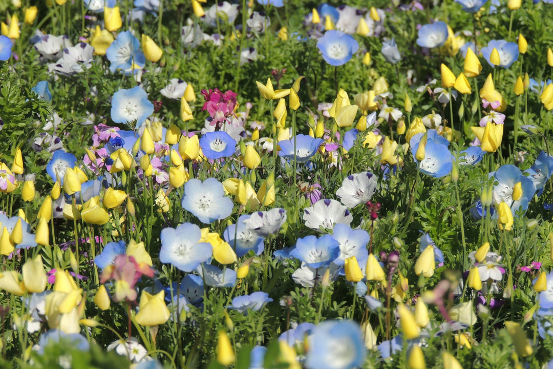 Biblomst bunddække i blomst