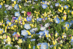 Biblomst bunddække – lavt blomstertæppe i stedet for græs