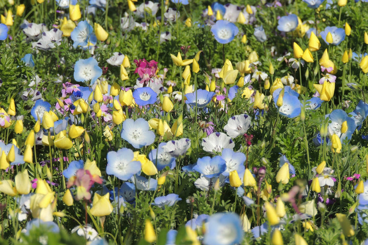 Biblomst bunddække i blomst