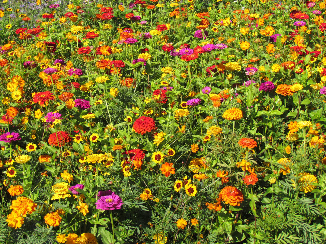 Biblomst farverbed i blomst