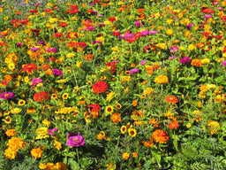 Biblomst farverbed – planter til plantefarvning