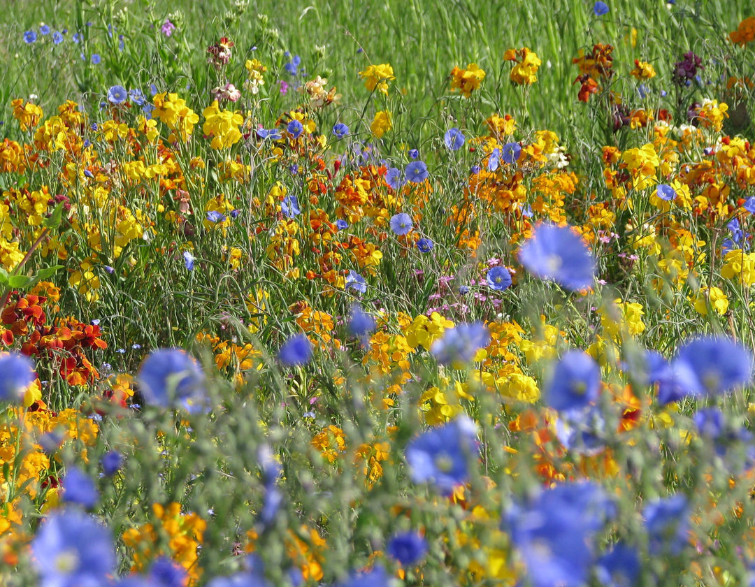 Biblomst flerårigt fuglebed i blomst