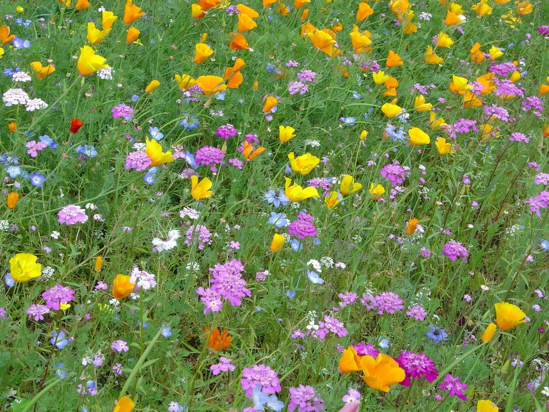 Biblomst forårsbed i blomst