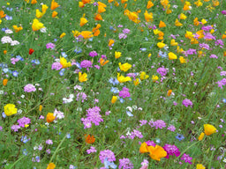 Biblomst forårsbed – tidlige blomster til årets første bier