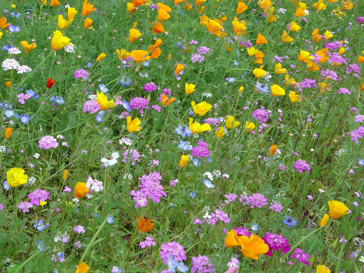 Biblomst forårsbed i blomst