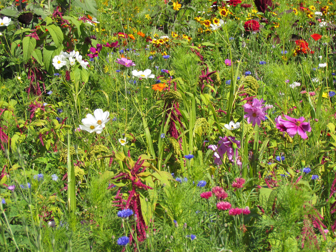 Biblomst fuglemark i blomst