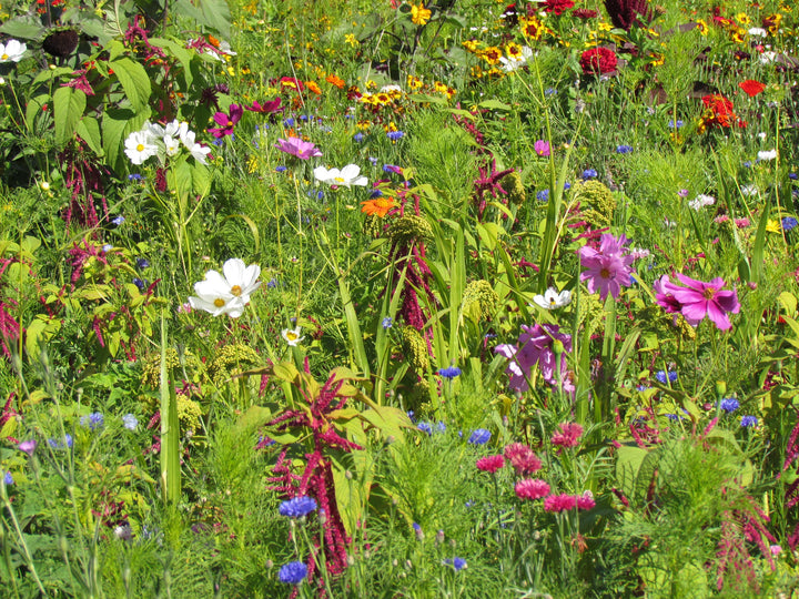 Biblomst fuglemark i blomst