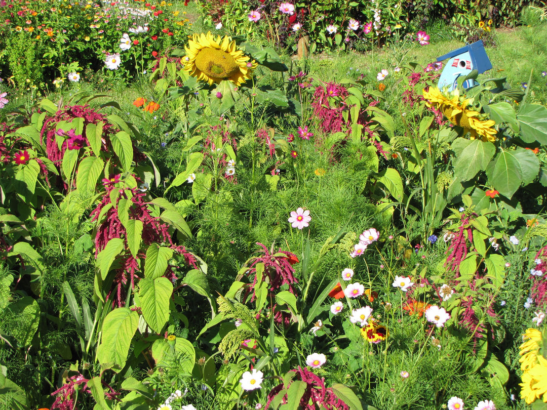 Biblomst fuglemark, økologisk i blomst