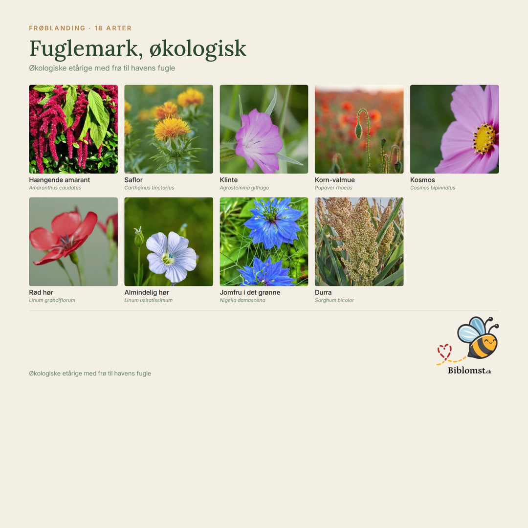 Biblomst fuglemark, økologisk – oversigt over arterne i blandingen (1)