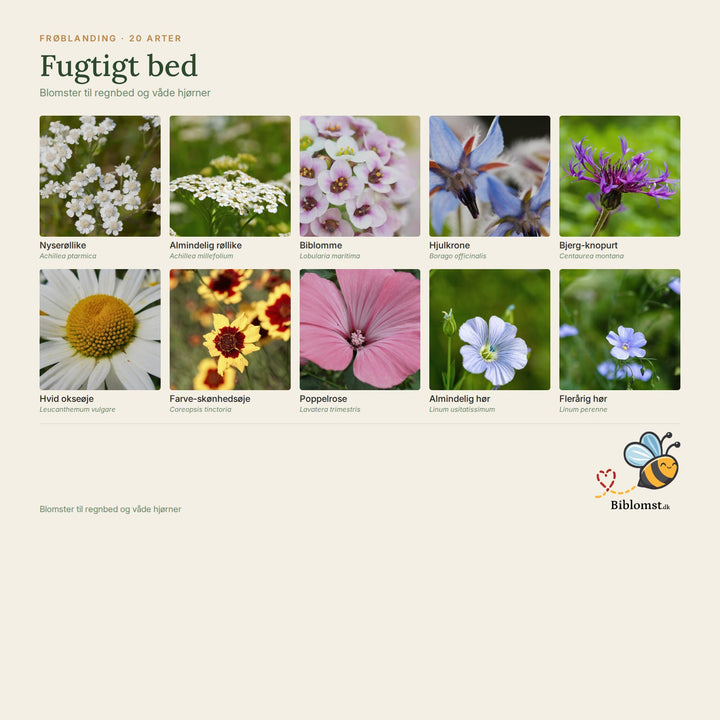 Biblomst fugtigt bed – oversigt over arterne i blandingen (1)