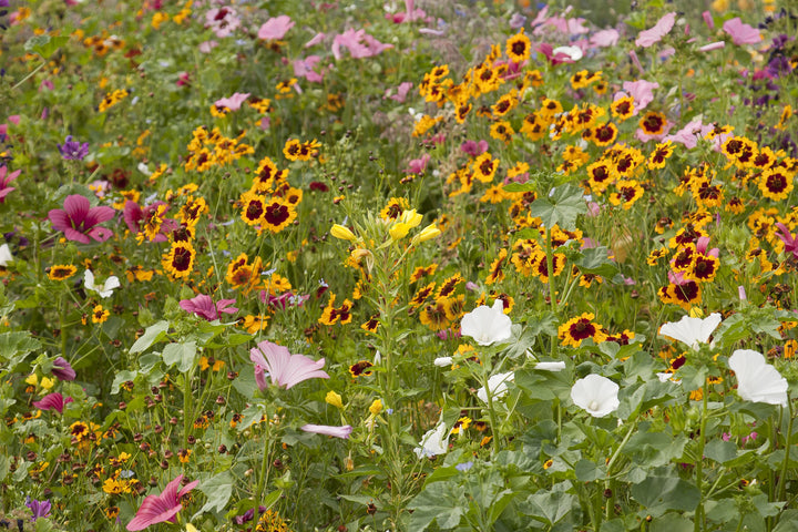 Biblomst fugtigt bed i blomst