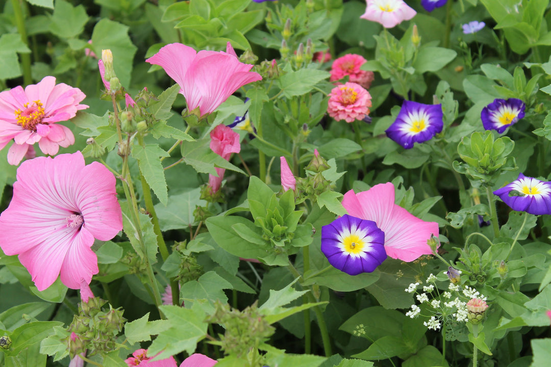 Biblomst gamle havesorter i blomst