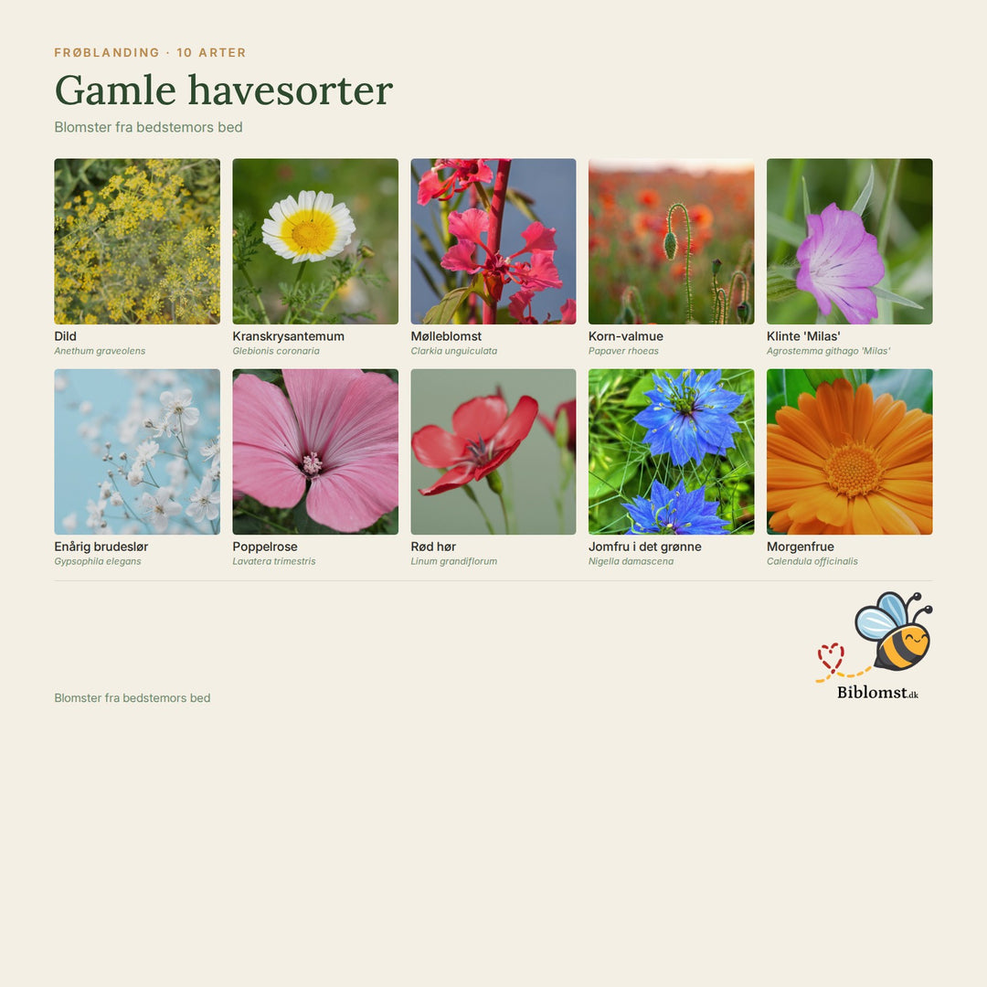 Biblomst gamle havesorter – oversigt over arterne i blandingen (1)
