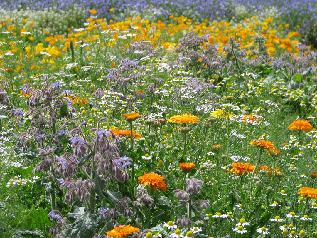 Biblomst gamle nytteurter i blomst