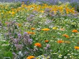 Biblomst gamle nytteurter – isop, rude og citronmelisse i blomst