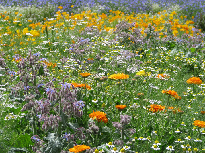 Biblomst gamle nytteurter i blomst