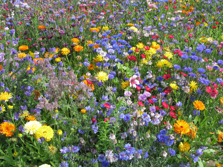 Biblomst historiske markblomster i blomst
