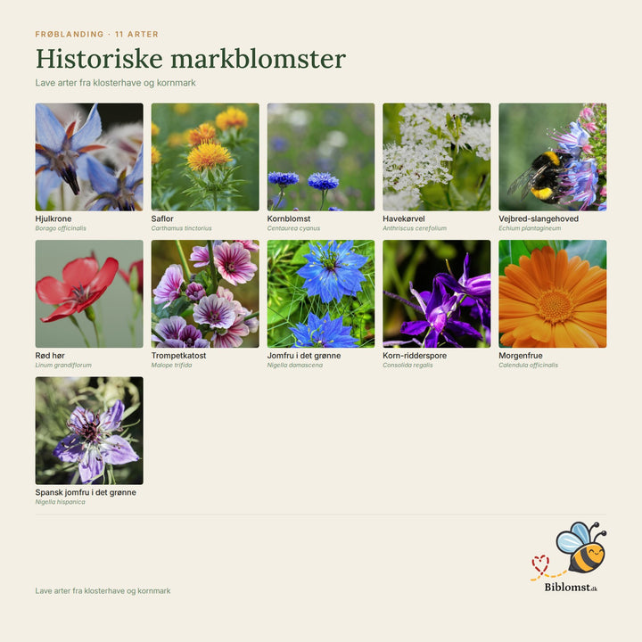 Biblomst historiske markblomster – oversigt over arterne i blandingen (1)