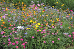 Biblomst mariehønebed – blomster der trækker mariehøns til køkkenhaven