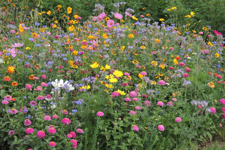 Biblomst mariehønebed i blomst