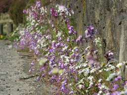 Biblomst murens blomster – 40 arter til fod af mur, hegn og sokkel