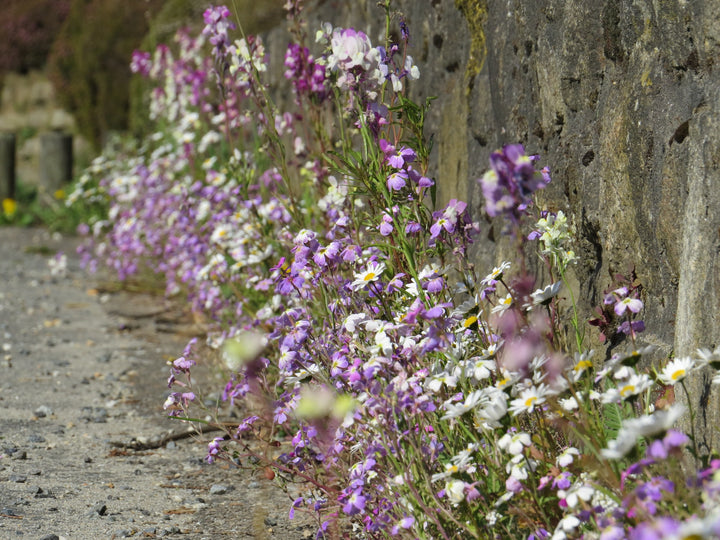 Biblomst murens blomster i blomst