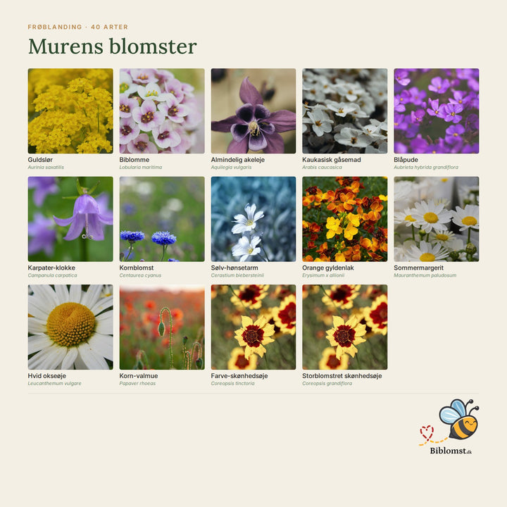 Biblomst murens blomster – oversigt over arterne i blandingen (1)