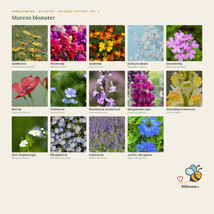 Biblomst murens blomster – oversigt over arterne i blandingen (2)