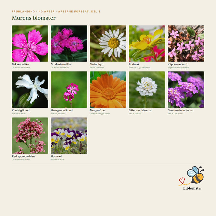 Biblomst murens blomster – oversigt over arterne i blandingen (3)